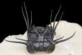 Dicranurus Trilobite - Free Standing Spines! #174200-7